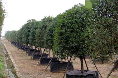 市園林和林業(yè)局領導調研武漢園發(fā)公司苗圃基地