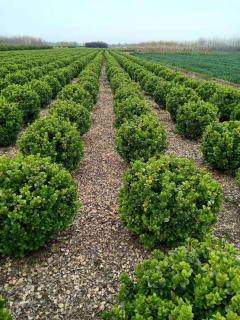 廊架施工、園林養(yǎng)護綠化、承接綠化工程綠化養(yǎng)護庭院設計