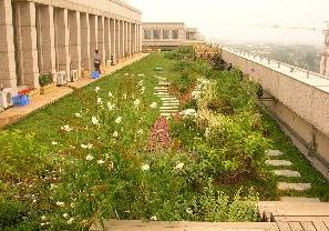 市園林綠化局檢查我區屋頂綠化工程，助力城市生態建設